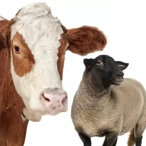 cows and sheep